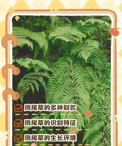 家里阳光不足怎么养花，选对植物种类，掌握养护技巧