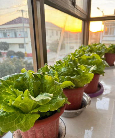 小众送妈妈的花有哪些花