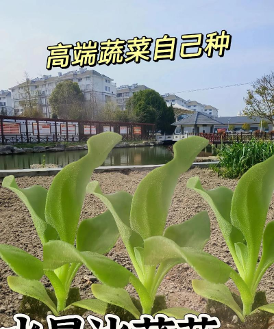家里阳光不足怎么养花，选对植物种类，掌握养护技巧