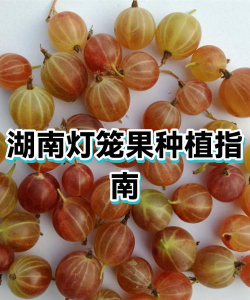 家里阳光不足怎么养花，选对植物种类，掌握养护技巧