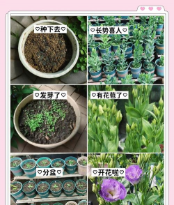 家里阳光不足怎么养花，选对植物种类，掌握养护技巧