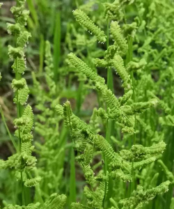 家里阳光不足怎么养花，选对植物种类，掌握养护技巧