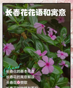 家里阳光不足怎么养花，选对植物种类，掌握养护技巧
