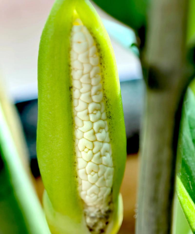 家里阳光不足怎么养花，选对植物种类，掌握养护技巧