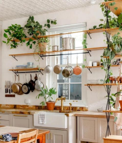 家里阳光不足怎么养花，选对植物种类，掌握养护技巧