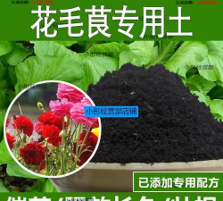 家里阳光不足怎么养花，选对植物种类，掌握养护技巧
