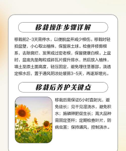 家里阳光不足怎么养花，选对植物种类，掌握养护技巧