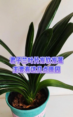 家里阳光不足怎么养花，选对植物种类，掌握养护技巧