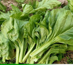 家里阳光不足怎么养花，选对植物种类，掌握养护技巧