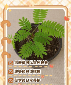 家里阳光不足怎么养花，选对植物种类，掌握养护技巧