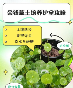 家里阳光不足怎么养花，选对植物种类，掌握养护技巧