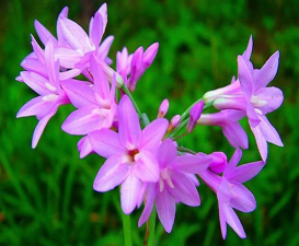 家里阳光不足怎么养花，选对植物种类，掌握养护技巧