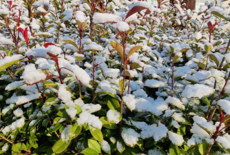 家里阳光不足怎么养花，选对植物种类，掌握养护技巧