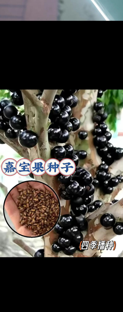 家里阳光不足怎么养花，选对植物种类，掌握养护技巧