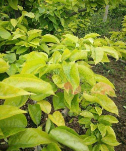 家里阳光不足怎么养花，选对植物种类，掌握养护技巧