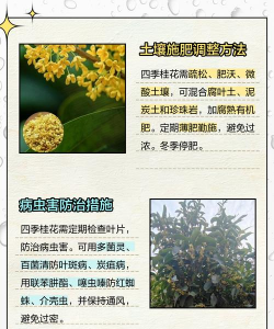 家里阳光不足怎么养花，选对植物种类，掌握养护技巧