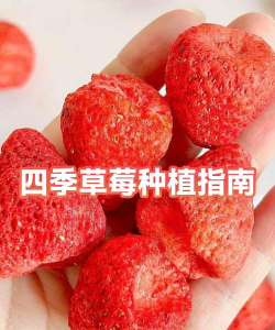 家里阳光不足怎么养花，选对植物种类，掌握养护技巧