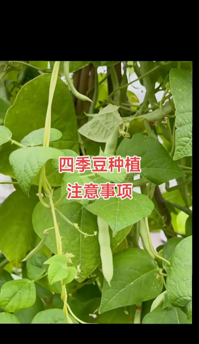 家里阳光不足怎么养花，选对植物种类，掌握养护技巧