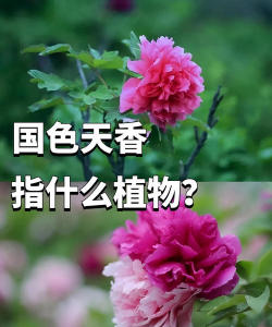 家里阳光不足怎么养花，选对植物种类，掌握养护技巧