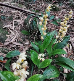 家里阳光不足怎么养花，选对植物种类，掌握养护技巧