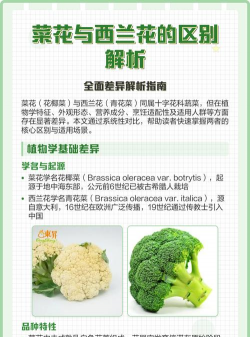 家里阳光不足怎么养花，选对植物种类，掌握养护技巧