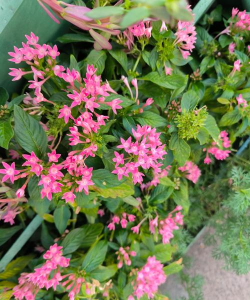 家里阳光不足怎么养花，选对植物种类，掌握养护技巧