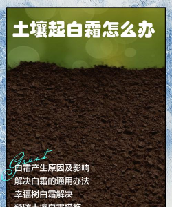 家里阳光不足怎么养花，选对植物种类，掌握养护技巧