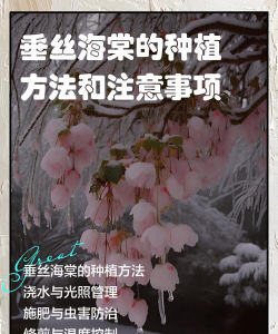 家里阳光不足怎么养花，选对植物种类，掌握养护技巧