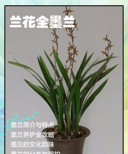 家里阳光不足怎么养花，选对植物种类，掌握养护技巧