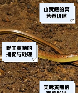 家里阳光不足怎么养花，选对植物种类，掌握养护技巧