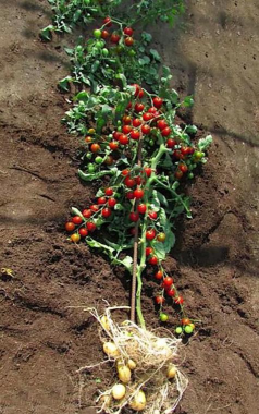 家里阳光不足怎么养花，选对植物种类，掌握养护技巧