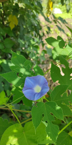 家里阳光不足怎么养花，选对植物种类，掌握养护技巧