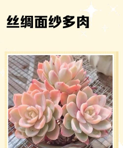 家里阳光不足怎么养花，选对植物种类，掌握养护技巧