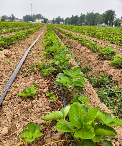 家里阳光不足怎么养花，选对植物种类，掌握养护技巧