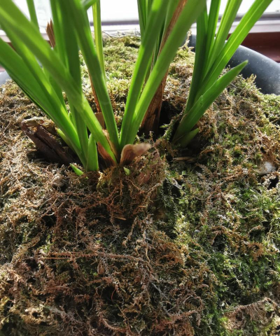 家里阳光不足怎么养花，选对植物种类，掌握养护技巧