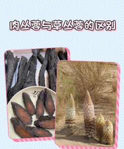 家里阳光不足怎么养花，选对植物种类，掌握养护技巧