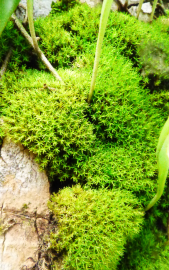 家里阳光不足怎么养花，选对植物种类，掌握养护技巧