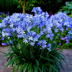 家里阳光不足怎么养花，选对植物种类，掌握养护技巧