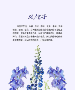小众送妈妈的花有哪些花