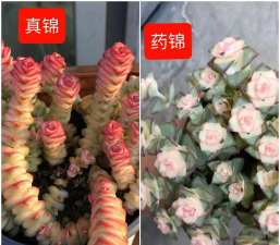 家里阳光不足怎么养花，选对植物种类，掌握养护技巧