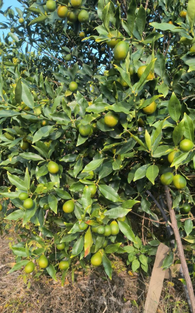 家里阳光不足怎么养花，选对植物种类，掌握养护技巧