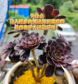 家里阳光不足怎么养花，选对植物种类，掌握养护技巧