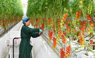 家里阳光不足怎么养花，选对植物种类，掌握养护技巧