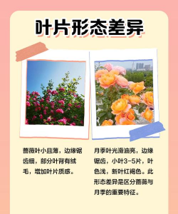 家里阳光不足怎么养花，选对植物种类，掌握养护技巧