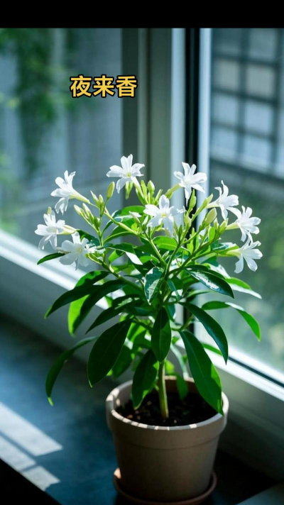 家里阳光不足怎么养花，选对植物种类，掌握养护技巧