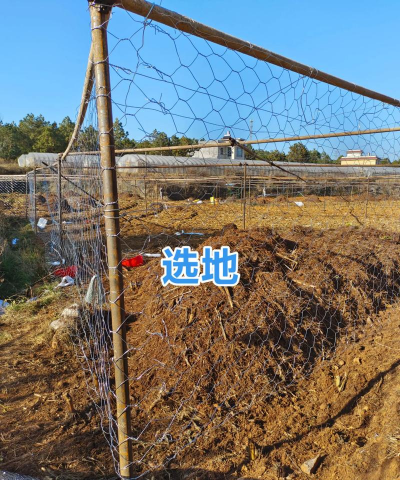 家里阳光不足怎么养花，选对植物种类，掌握养护技巧