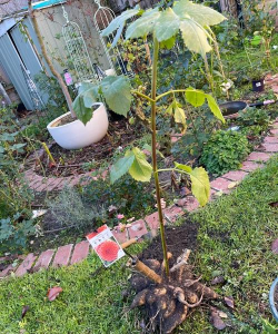 家里阳光不足怎么养花，选对植物种类，掌握养护技巧