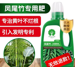 家里阳光不足怎么养花，选对植物种类，掌握养护技巧