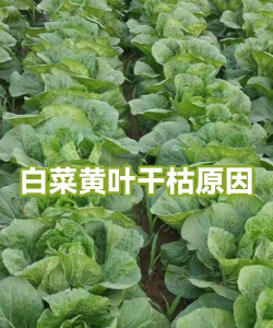 家里阳光不足怎么养花，选对植物种类，掌握养护技巧