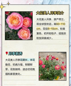 家里阳光不足怎么养花，选对植物种类，掌握养护技巧